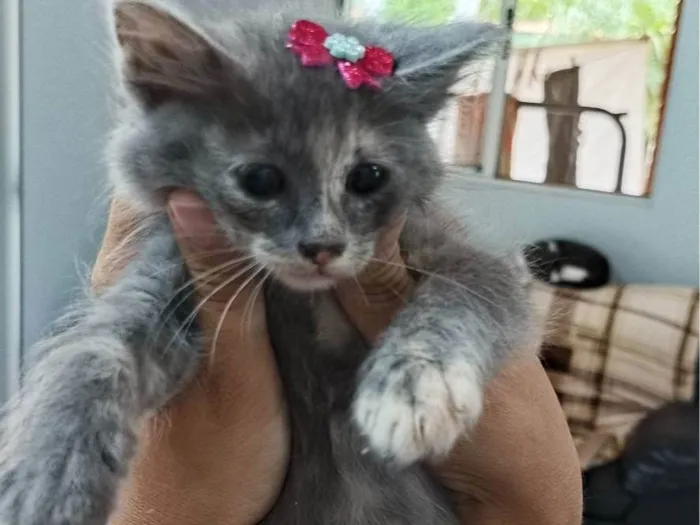 Gato ra a SRD-ViraLata idade 2 a 6 meses nome Romã