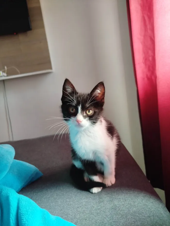 Gato raça SRD-ViraLata idade 2 a 6 meses nome Juninho 