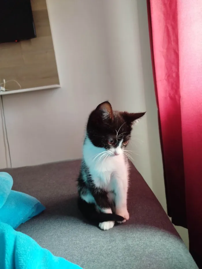 Gato raça SRD-ViraLata idade 2 a 6 meses nome Juninho 