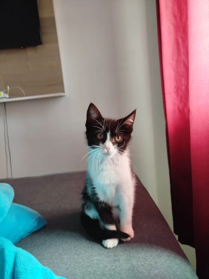 Gato raça SRD-ViraLata idade 2 a 6 meses nome Juninho 