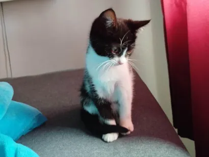 Gato raça SRD-ViraLata idade 2 a 6 meses nome Juninho 