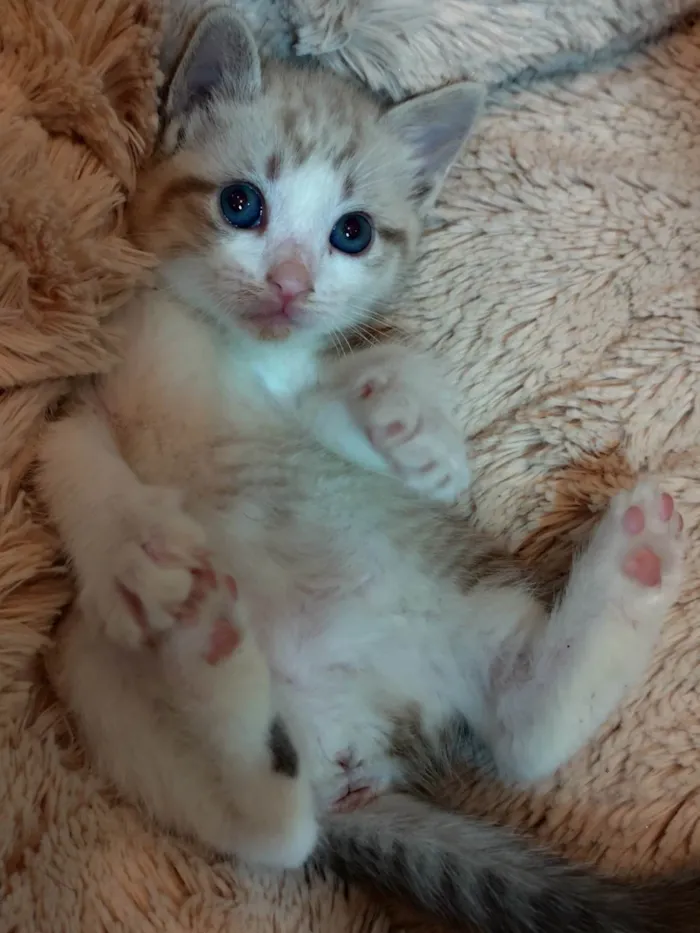 Gato ra a SRD-ViraLata idade Abaixo de 2 meses nome Avelã