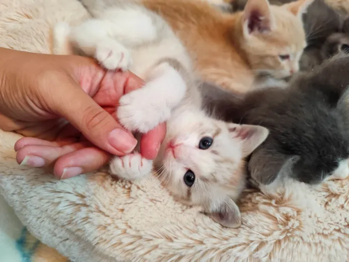 Gato ra a SRD-ViraLata idade Abaixo de 2 meses nome Avelã