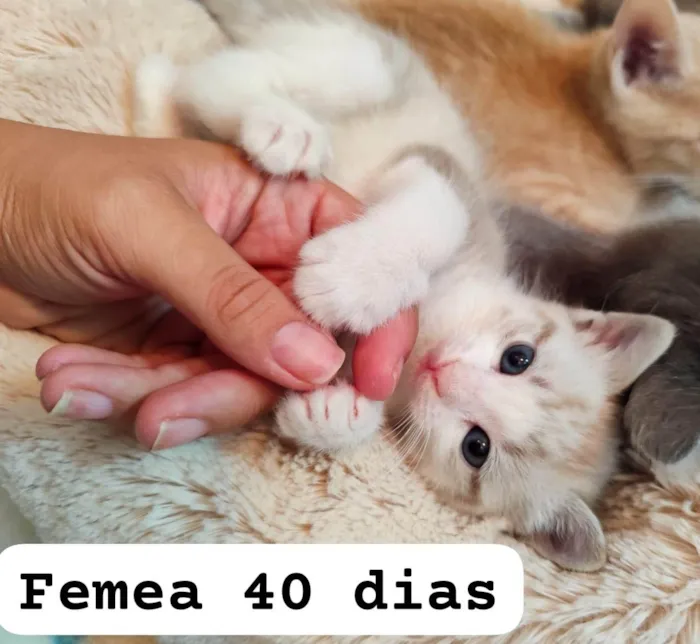 Gato ra a SRD-ViraLata idade Abaixo de 2 meses nome Avelã