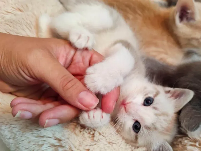 Gato ra a SRD-ViraLata idade Abaixo de 2 meses nome Avelã