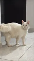 Gatinho branco