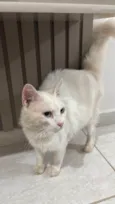 Gatinho branco