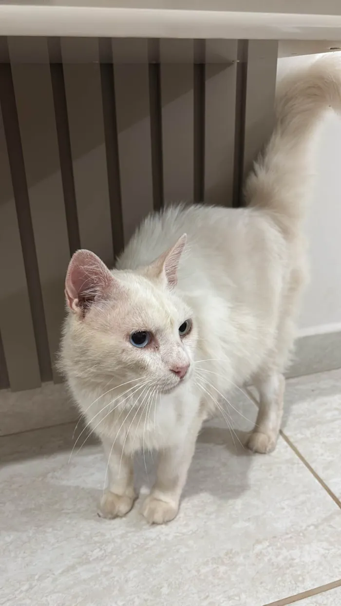 Gato ra a Persa idade 1 ano nome Gatinho branco
