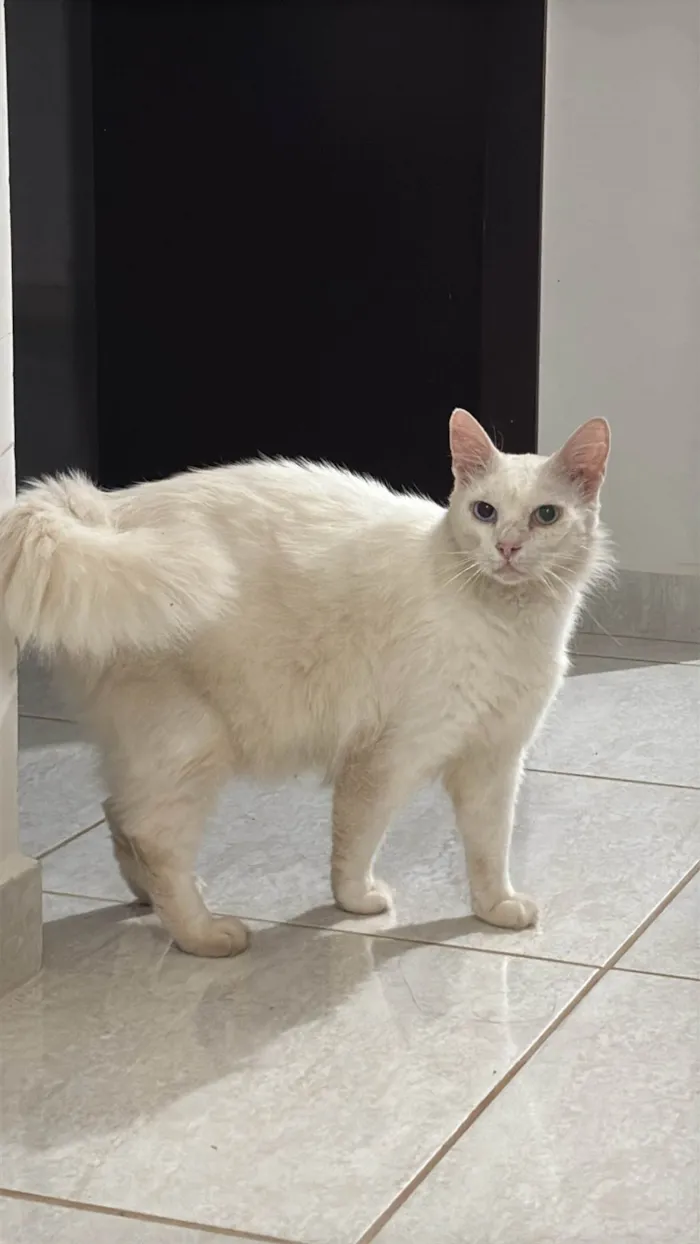 Gato ra a Persa idade 2 anos nome Gato persa Branvo