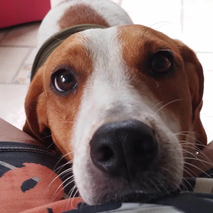 Cachorro ra a SRD-ViraLata idade 4 anos nome Elisa 