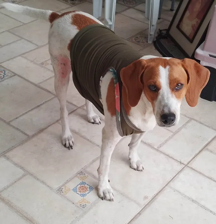 Cachorro ra a SRD-ViraLata idade 4 anos nome Elisa 