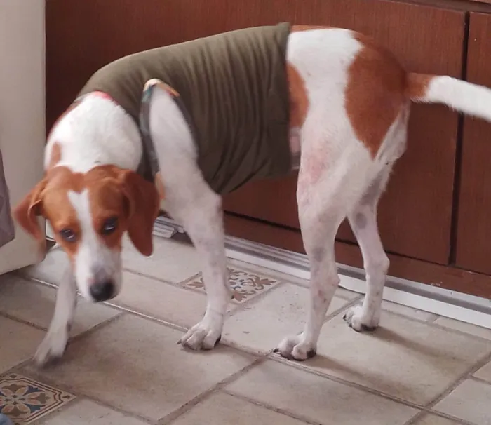 Cachorro ra a SRD-ViraLata idade 4 anos nome Elisa 