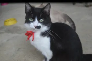 Gato raça SRD-ViraLata idade 2 a 6 meses nome Bigode 