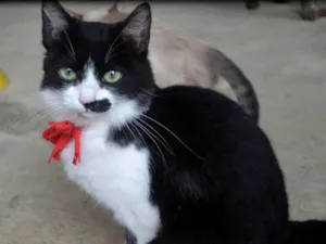 Gato raça SRD-ViraLata idade 2 a 6 meses nome Bigode 