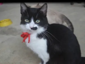 Gato raça SRD-ViraLata idade 2 a 6 meses nome Bigode 