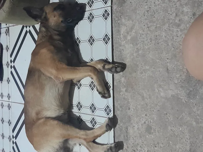 Cachorro ra a SRD-ViraLata idade 1 ano nome Caramelo 