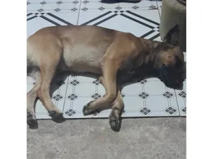 Cachorro raça SRD-ViraLata idade 1 ano nome Caramelo 