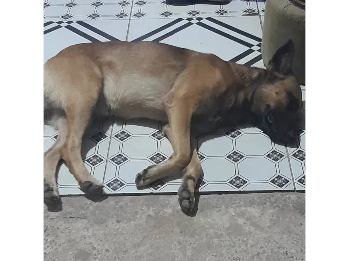 Cachorro ra a SRD-ViraLata idade 1 ano nome Caramelo 