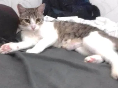 Gato raça SRD-ViraLata idade 2 a 6 meses nome Docinho