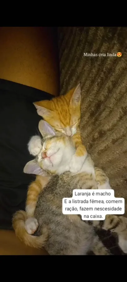 Gato raça Exótico idade 2 a 6 meses nome Kiara e Garfield 