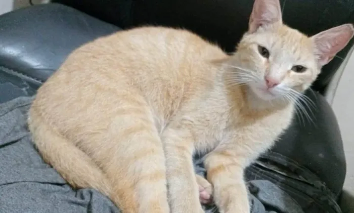 Gato ra a SRD-ViraLata idade 1 ano nome Ben