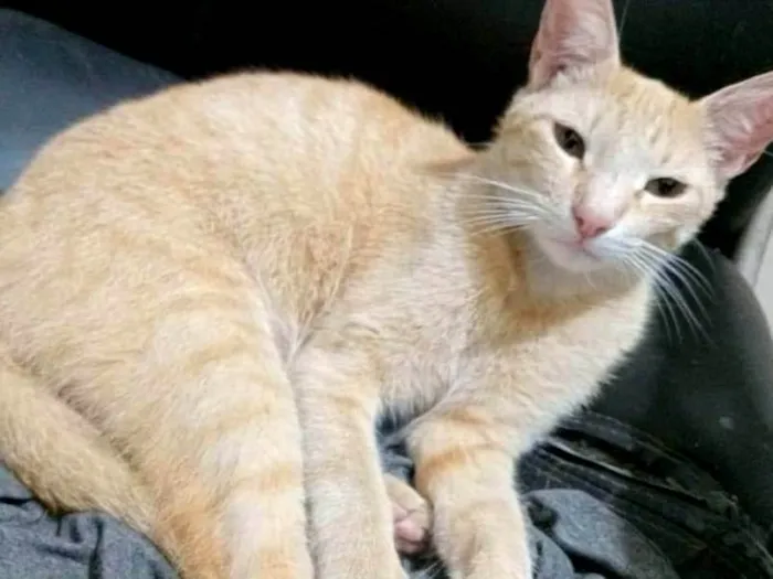 Gato ra a SRD-ViraLata idade 1 ano nome Ben