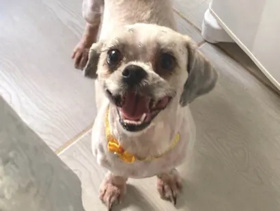 Cachorro raça Shitzu idade 3 anos nome Bella rose 