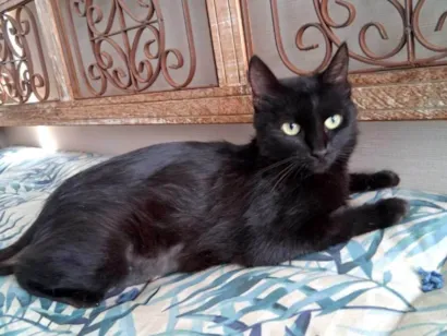 Gato raça SRD-ViraLata idade 2 anos nome Pretinha