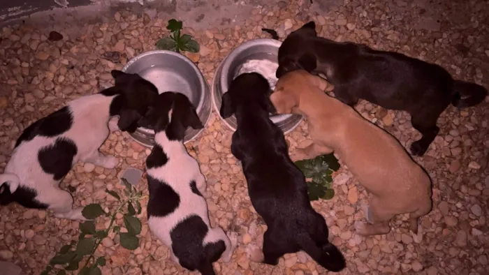 Cachorro ra a SRD-ViraLata idade 2 a 6 meses nome Sem nome ainda