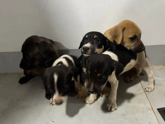 Cachorro ra a SRD-ViraLata idade 2 a 6 meses nome Sem nome ainda