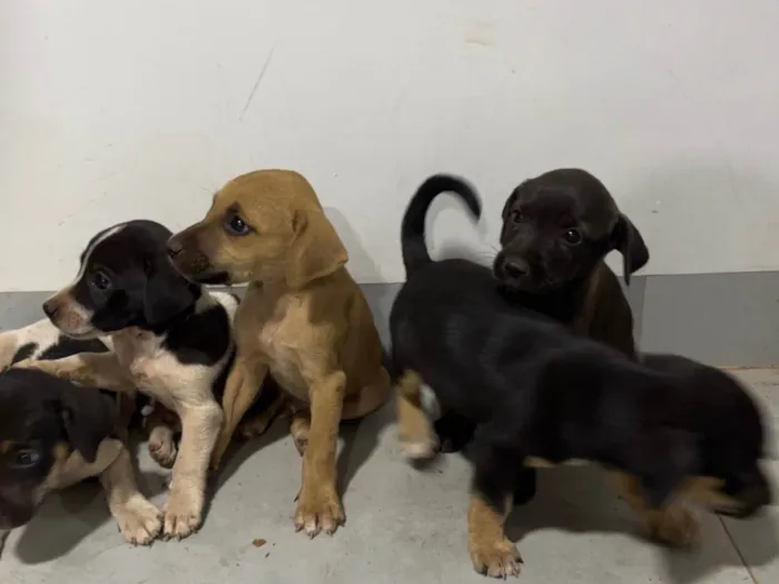 Cachorro ra a SRD-ViraLata idade 2 a 6 meses nome Sem nome ainda