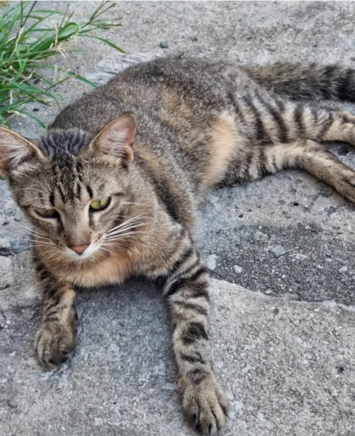 Gato ra a SRD-ViraLata idade 1 ano nome Tig