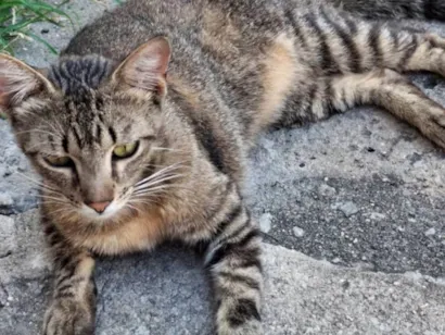 Gato raça SRD-ViraLata idade 1 ano nome Tig