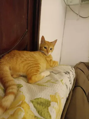 Gato raça SRD-ViraLata idade 7 a 11 meses nome Pandora