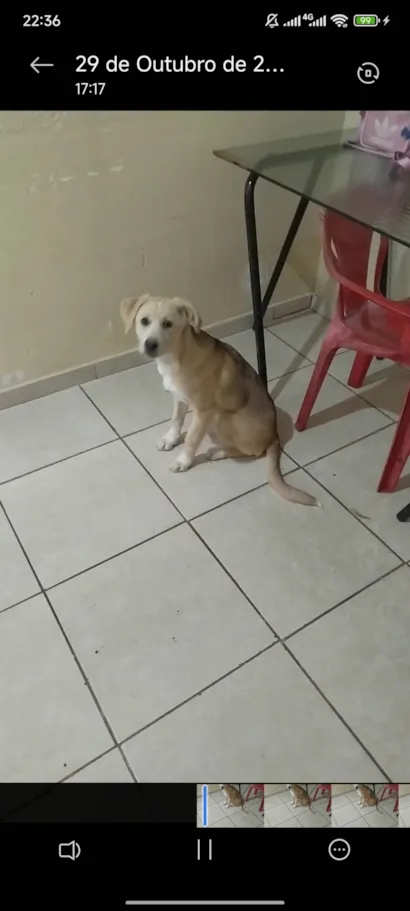 Cachorro raça SRD-ViraLata idade 2 a 6 meses nome Serenna