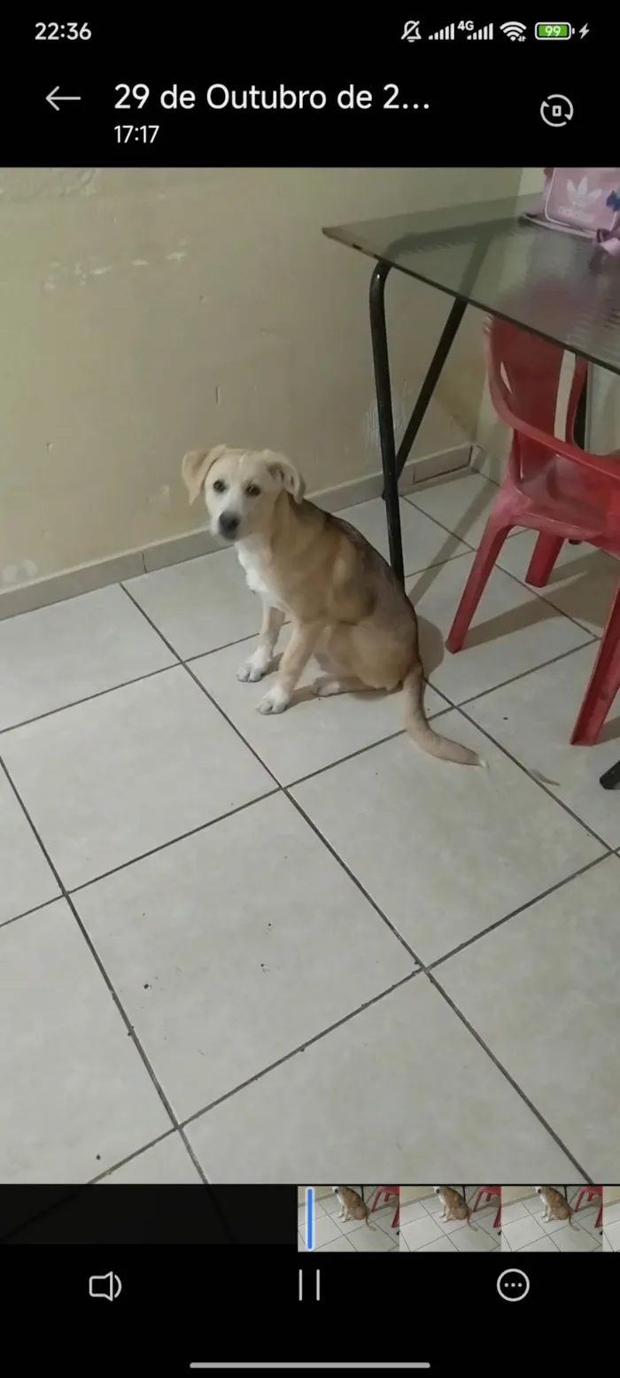 Cachorro ra a SRD-ViraLata idade 2 a 6 meses nome Serenna