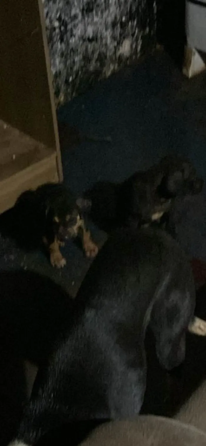 Cachorro ra a SRD-ViraLata idade Abaixo de 2 meses nome Thor 