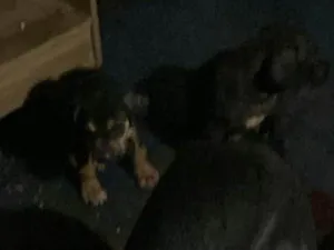 Cachorro raça SRD-ViraLata idade Abaixo de 2 meses nome Thor 