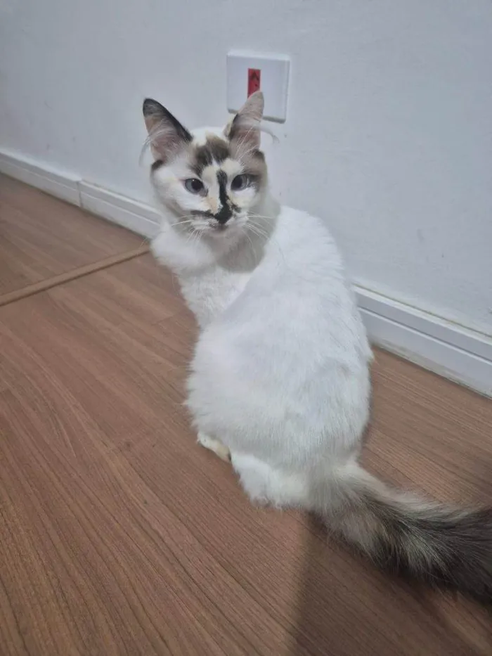 Gato ra a SRD-ViraLata idade 2 a 6 meses nome Falar com Francielle - Whats 11 94383-7904