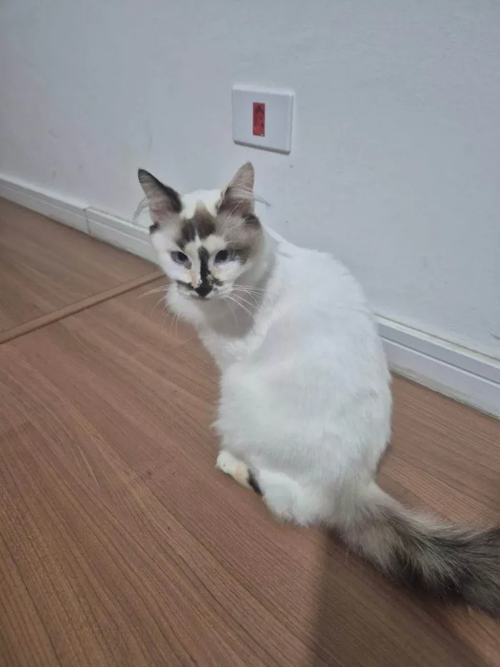 Gato ra a SRD-ViraLata idade 2 a 6 meses nome Falar com Francielle - Whats 11 94383-7904