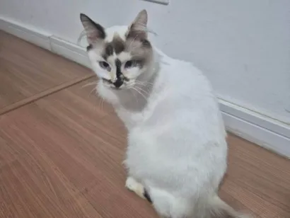 Gato raça SRD-ViraLata idade 2 a 6 meses nome Falar com Francielle - Whats 11 94383-7904