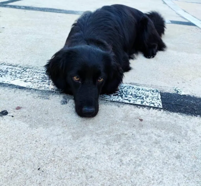 Cachorro ra a SRD-ViraLata idade 2 a 6 meses nome Falar com Elisangela - Whats 11 96137-2504