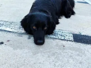 Cachorro raça SRD-ViraLata idade 2 a 6 meses nome Falar com Elisangela - Whats 11 96137-2504