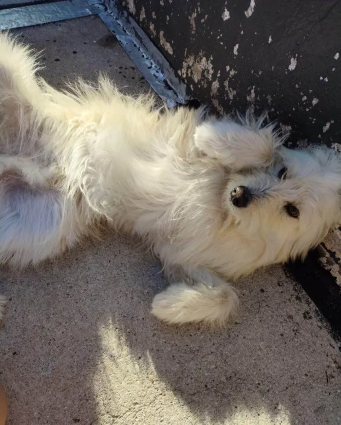 Cachorro ra a SRD-ViraLata idade 2 a 6 meses nome Falar com Elisangela - Whats 11 96137-2504