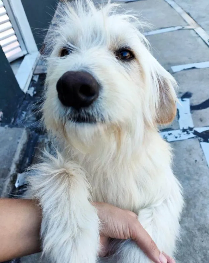 Cachorro ra a SRD-ViraLata idade 2 a 6 meses nome Falar com Elisangela - Whats 11 96137-2504