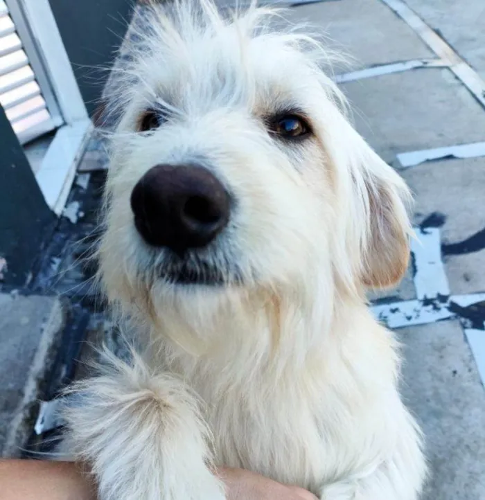 Cachorro ra a SRD-ViraLata idade 2 a 6 meses nome Falar com Elisangela - Whats 11 96137-2504