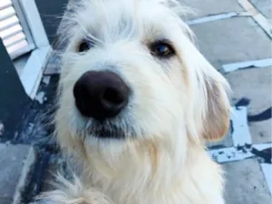 Cachorro raça SRD-ViraLata idade 2 a 6 meses nome Falar com Elisangela - Whats 11 96137-2504