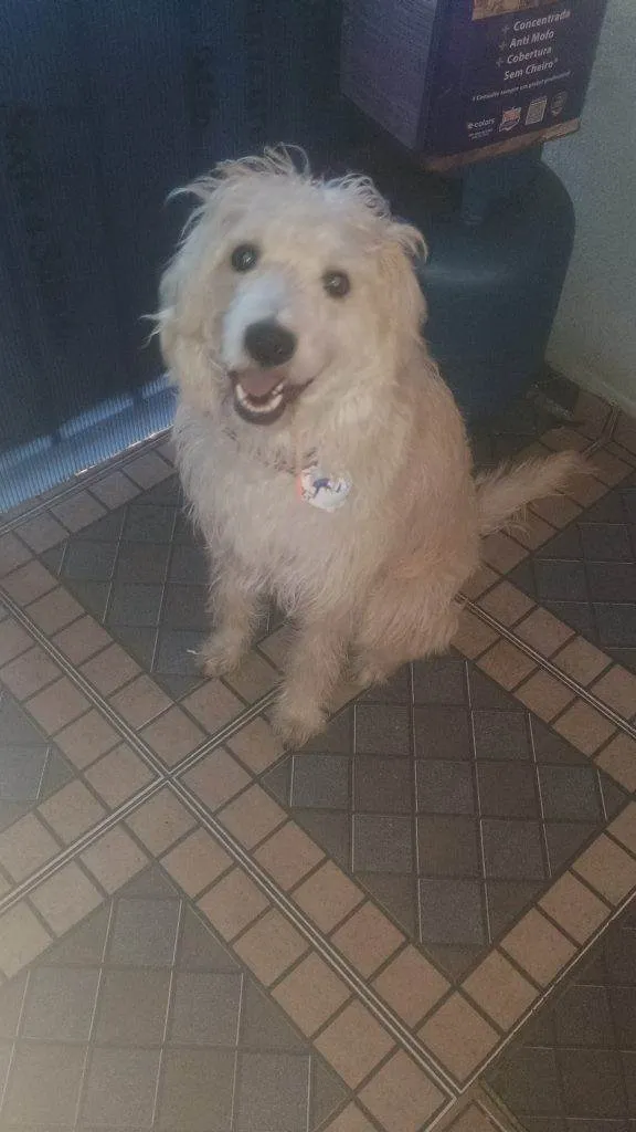 Cachorro ra a SRD-ViraLata idade 2 a 6 meses nome Falar com Jessica - Whats 11 99011-2106