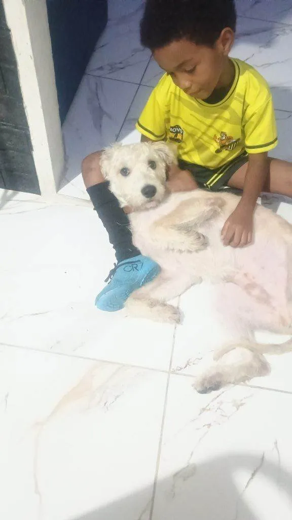 Cachorro ra a SRD-ViraLata idade 2 a 6 meses nome Falar com Jessica - Whats 11 99011-2106