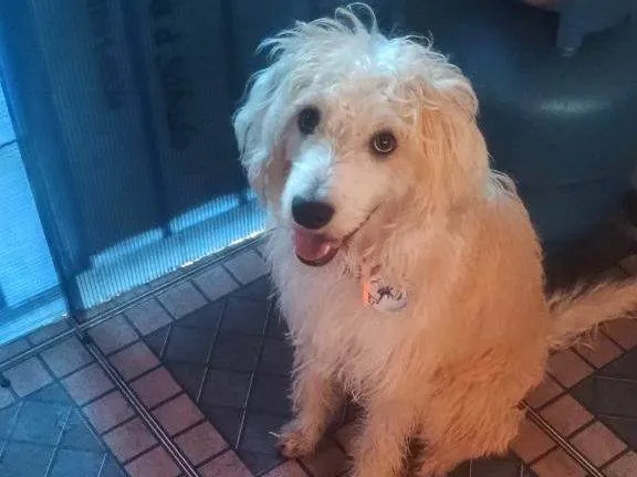 Cachorro ra a SRD-ViraLata idade 2 a 6 meses nome Falar com Jessica - Whats 11 99011-2106